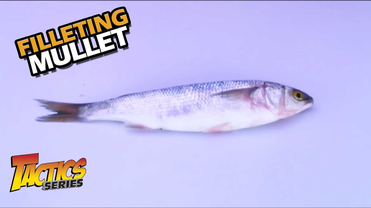 How To Fillet Mullet