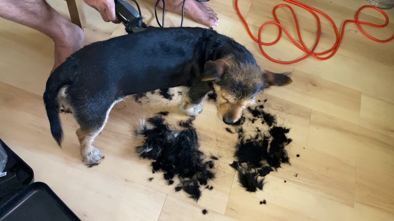 Troy’s Grooming