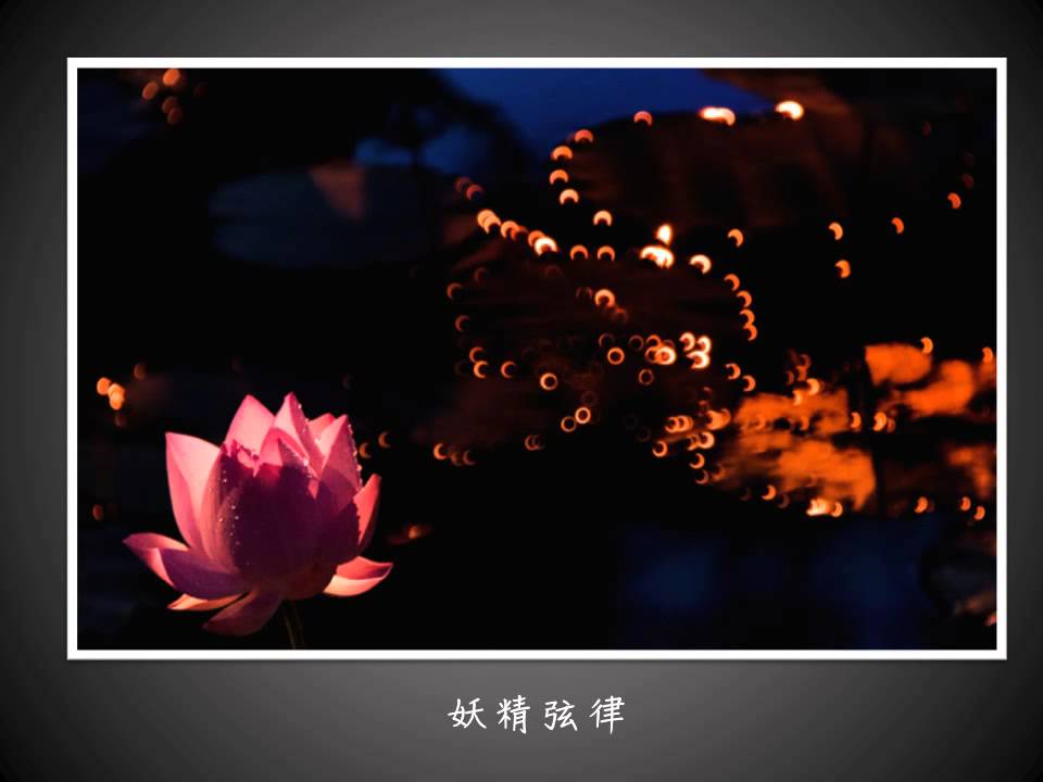荷花專題簡報-作品集-為荷痴迷