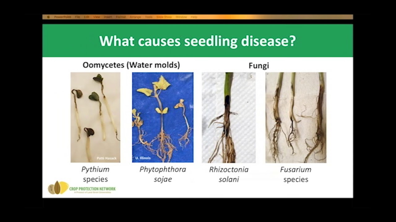 Seedling Disease of Soybean and Using Seed Treatments to Reduce Losses