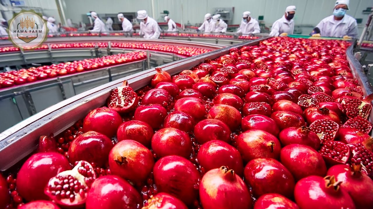 How To Process 1.7 Billion Pounds Of Pomegranates In A Processing Factory