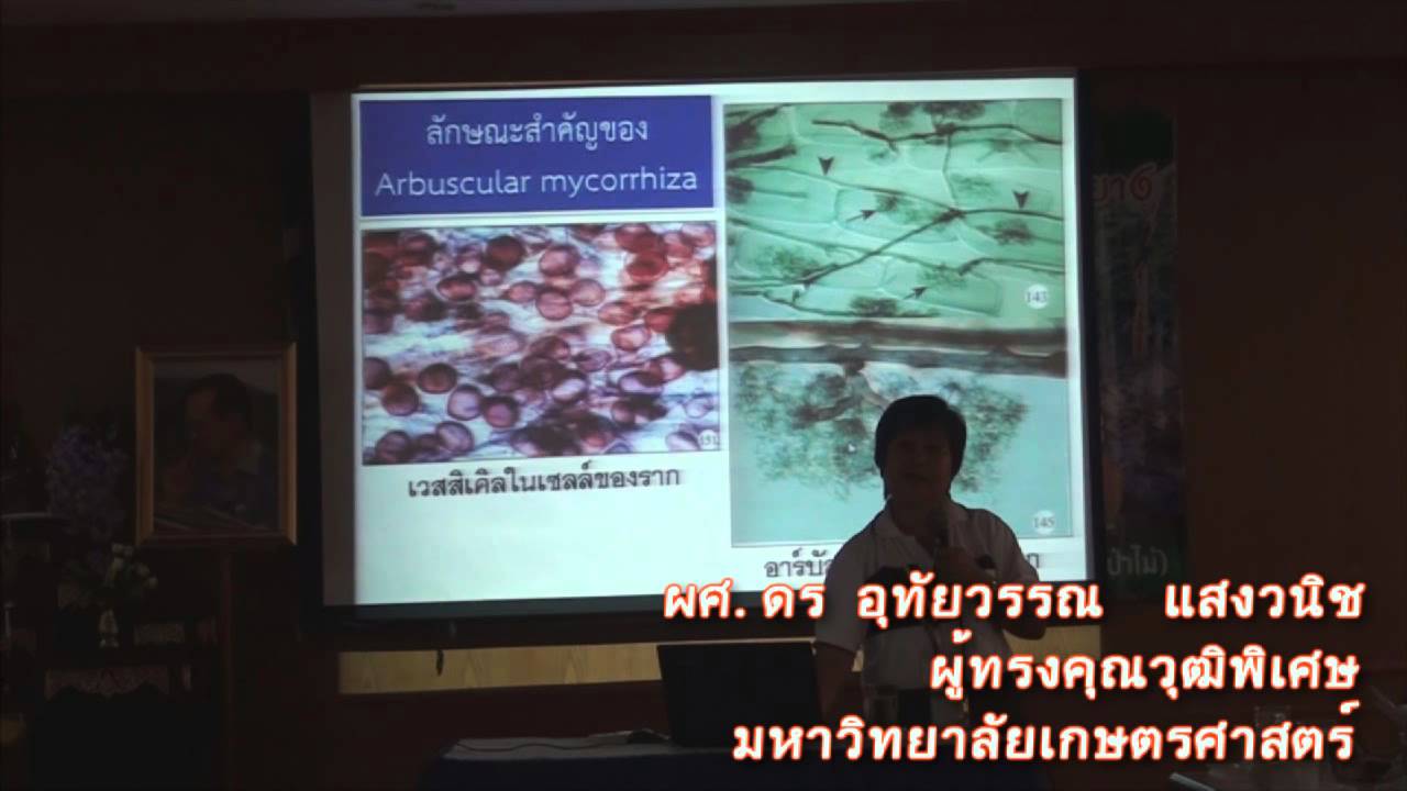 เอคโตไมคอไรซาของไม้ป่า(Office) ดร อุทัยวรรณ แสงวนิช
