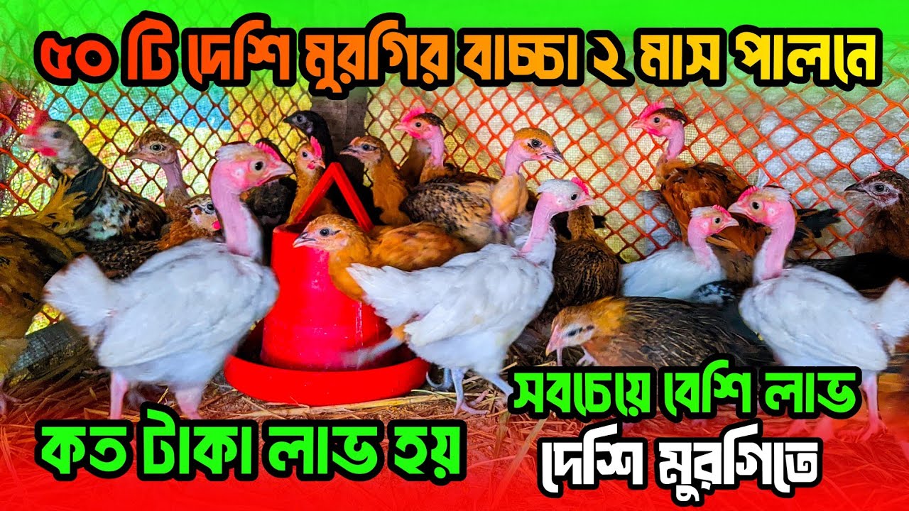 ৫০ টি দেশি মুরগির বাচ্চা পালনে ২ মাসে কত টাকা লাভ হয় | দেশি মুরগির বাচ্চা পালন পদ্ধতি