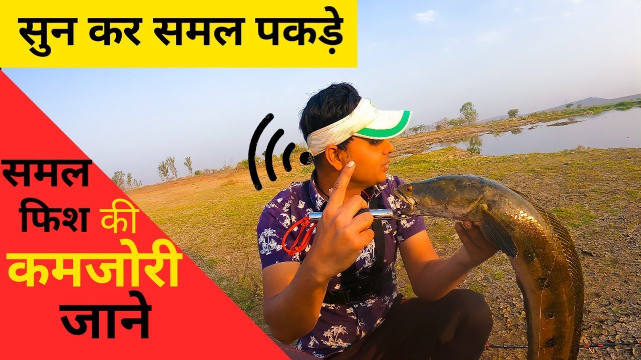 समल मछली पकड़ने की अनोखी तरकीब । Trick to catch Snakehead Fish by using your 