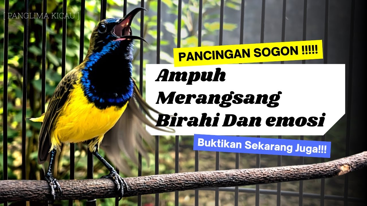 Suara Pancingan Sogon Ampuh | Emosi Naik Seketika #pancingansogon #sogongacor #sogon