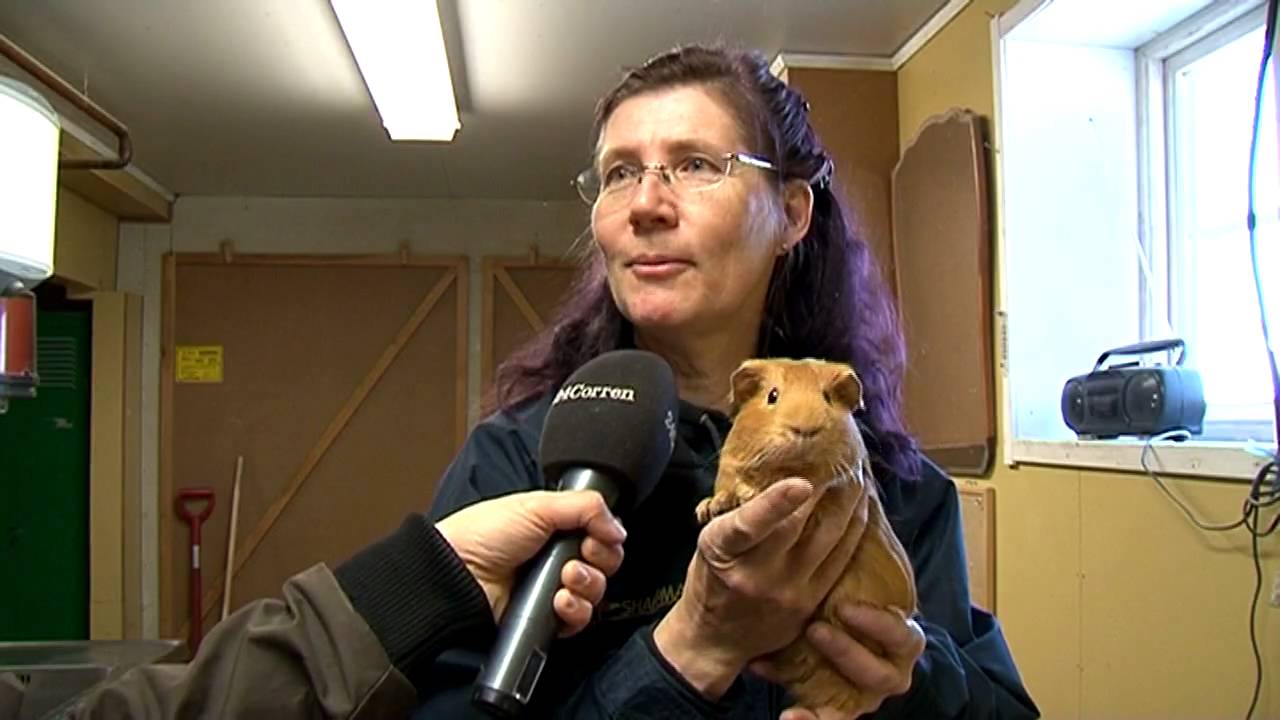 Marsvin lämnades att dö i skogen