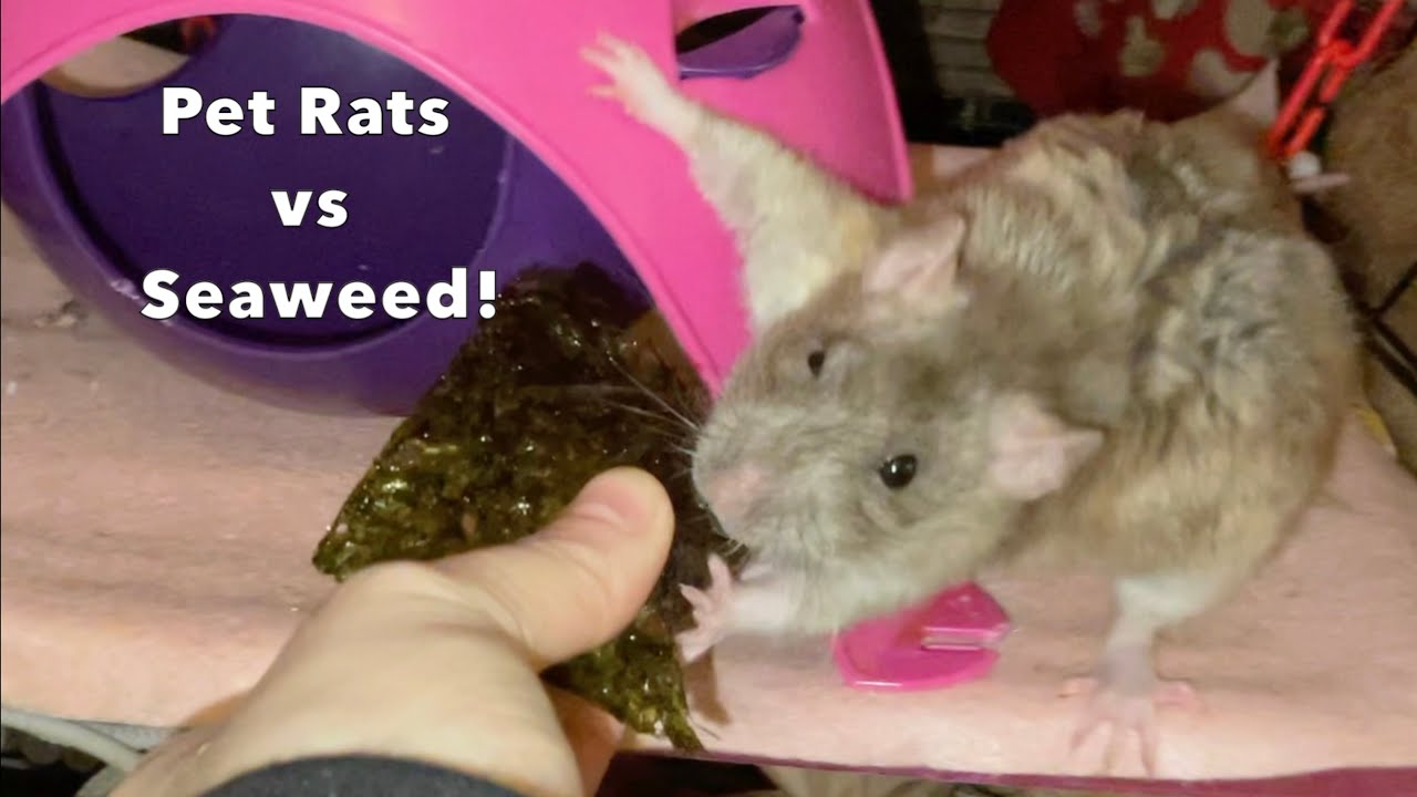 My Pet Rats Try Seaweed!