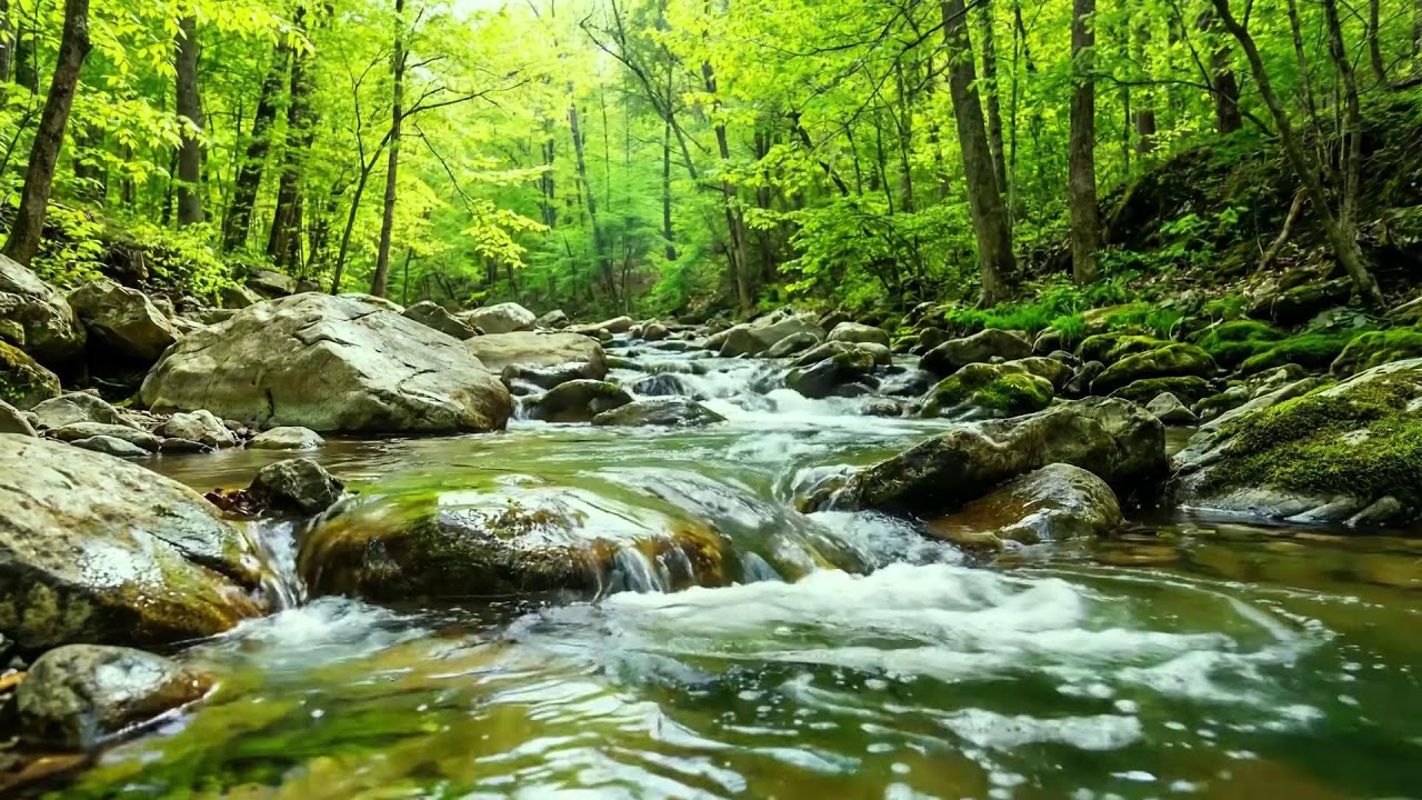 Birds Singing and Water Flowing, Stream Sounds in The Forest, Relaxing Nature Sounds for Deep Sleep