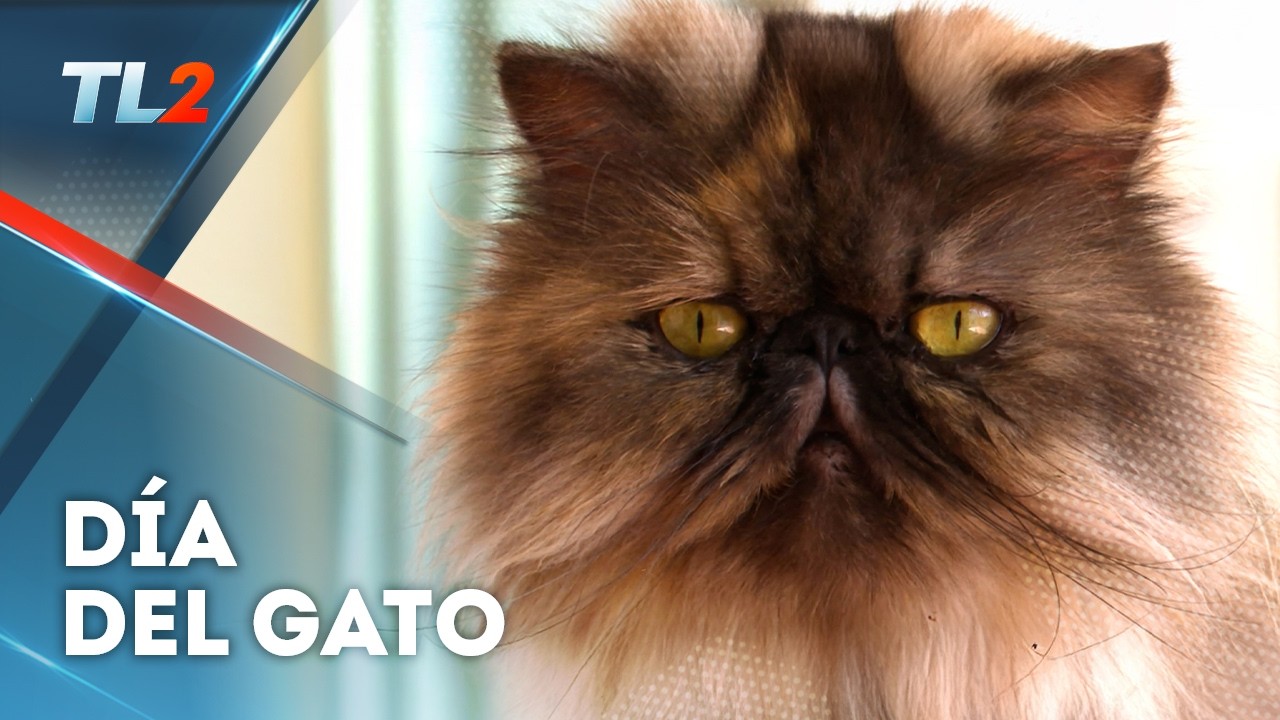 Día internacional del gato | Teledos | El Salvador