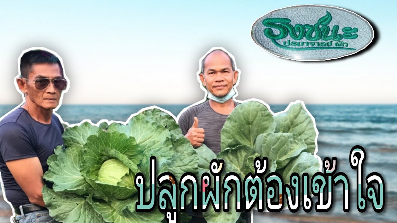 ปลูกผักบนชั้น #Fan page วิชัย หรือ ธงชนะ พรหมมิ