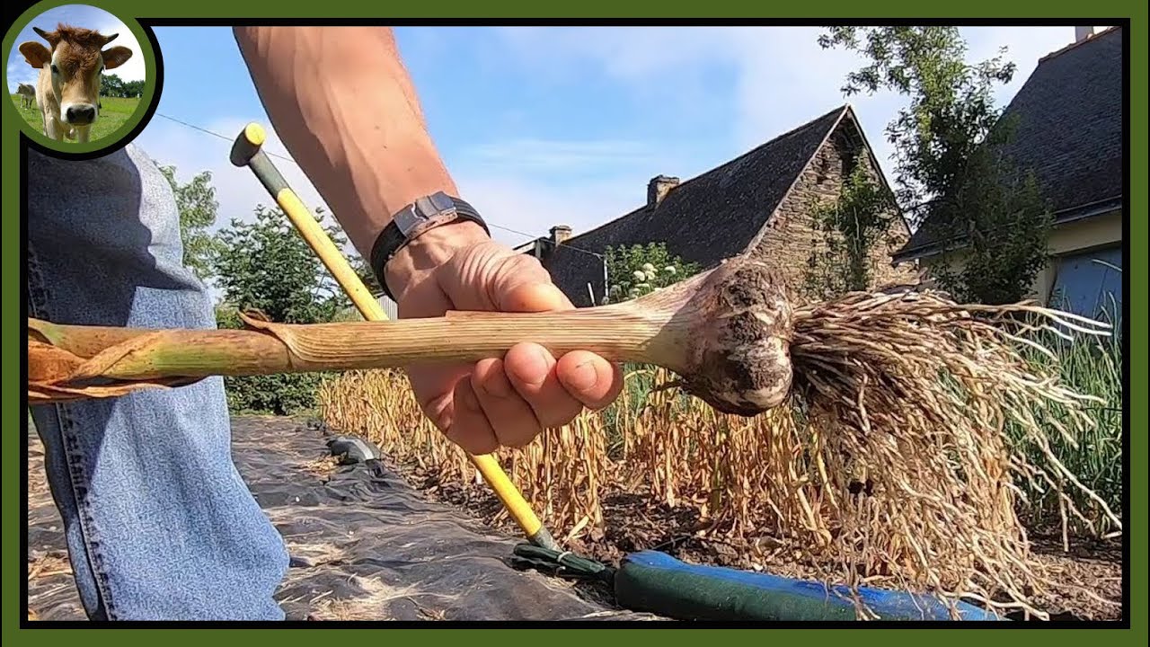 Récolte de l'ail plein de rouille au potager. C'est grave docteur ?
