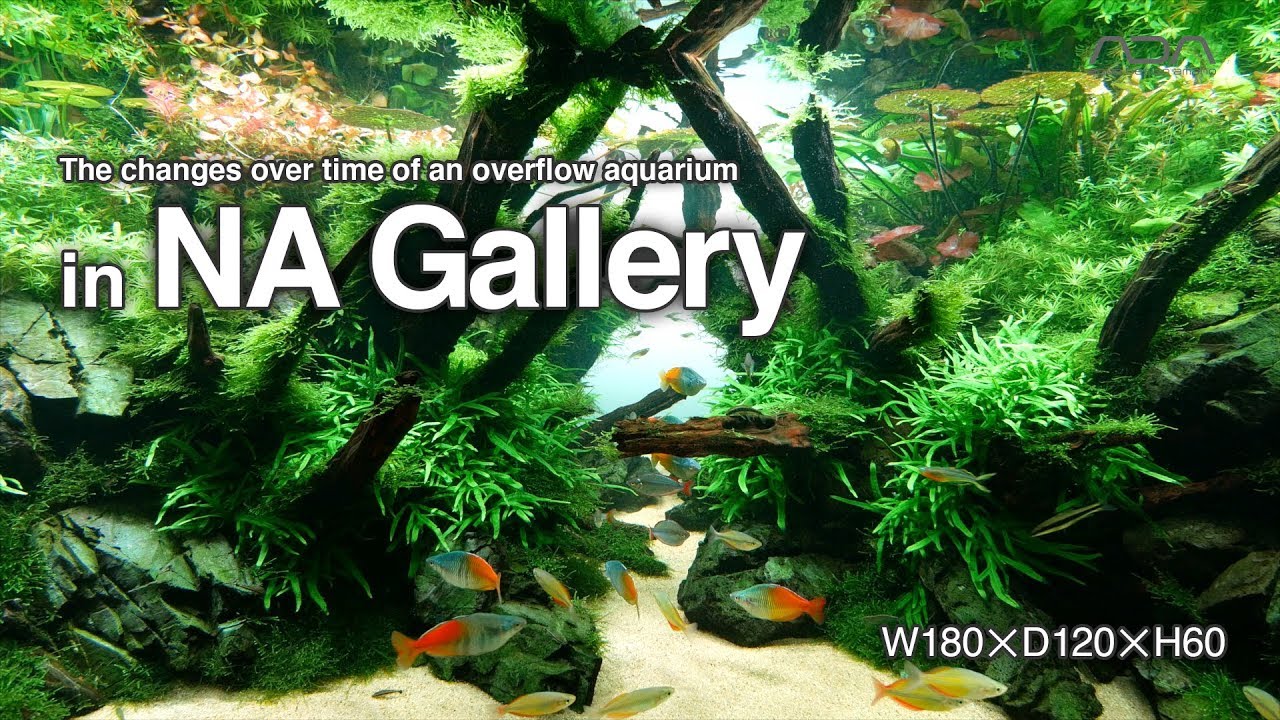 [ADAview] The changes over time of an overflow aquarium in NA Gallery