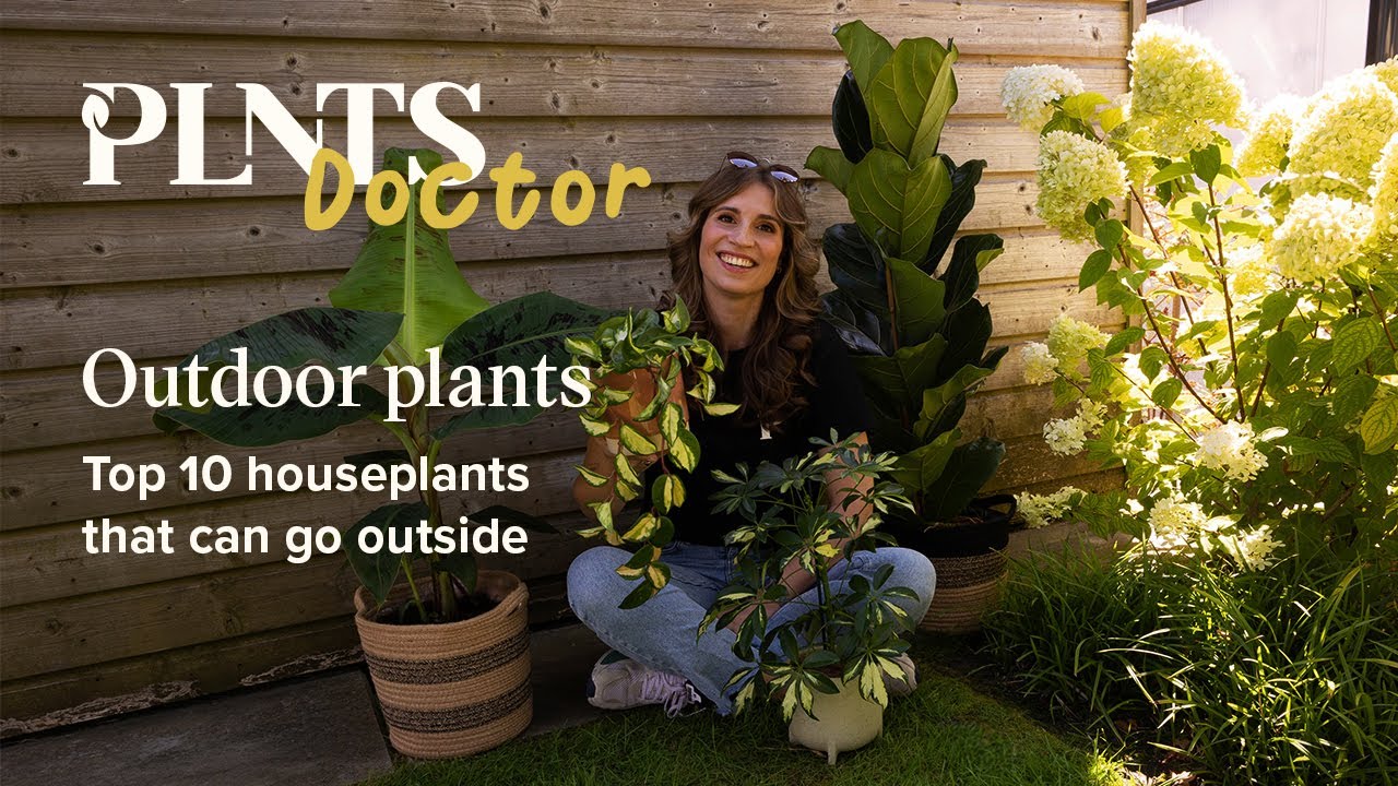 Top 10 houseplants that love a summer getaway! | PLNTS Doctor SE3EP4