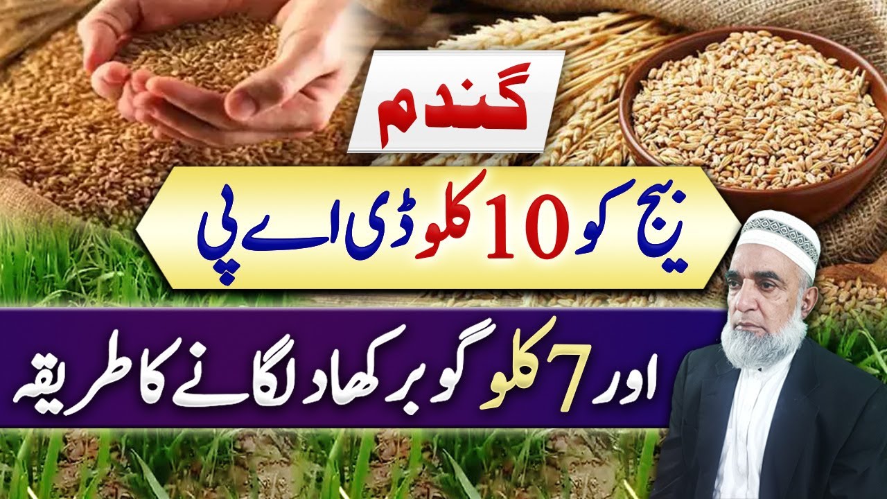 How to use 10kg DAP and 7kg Gobar khad in wheat crop ||
