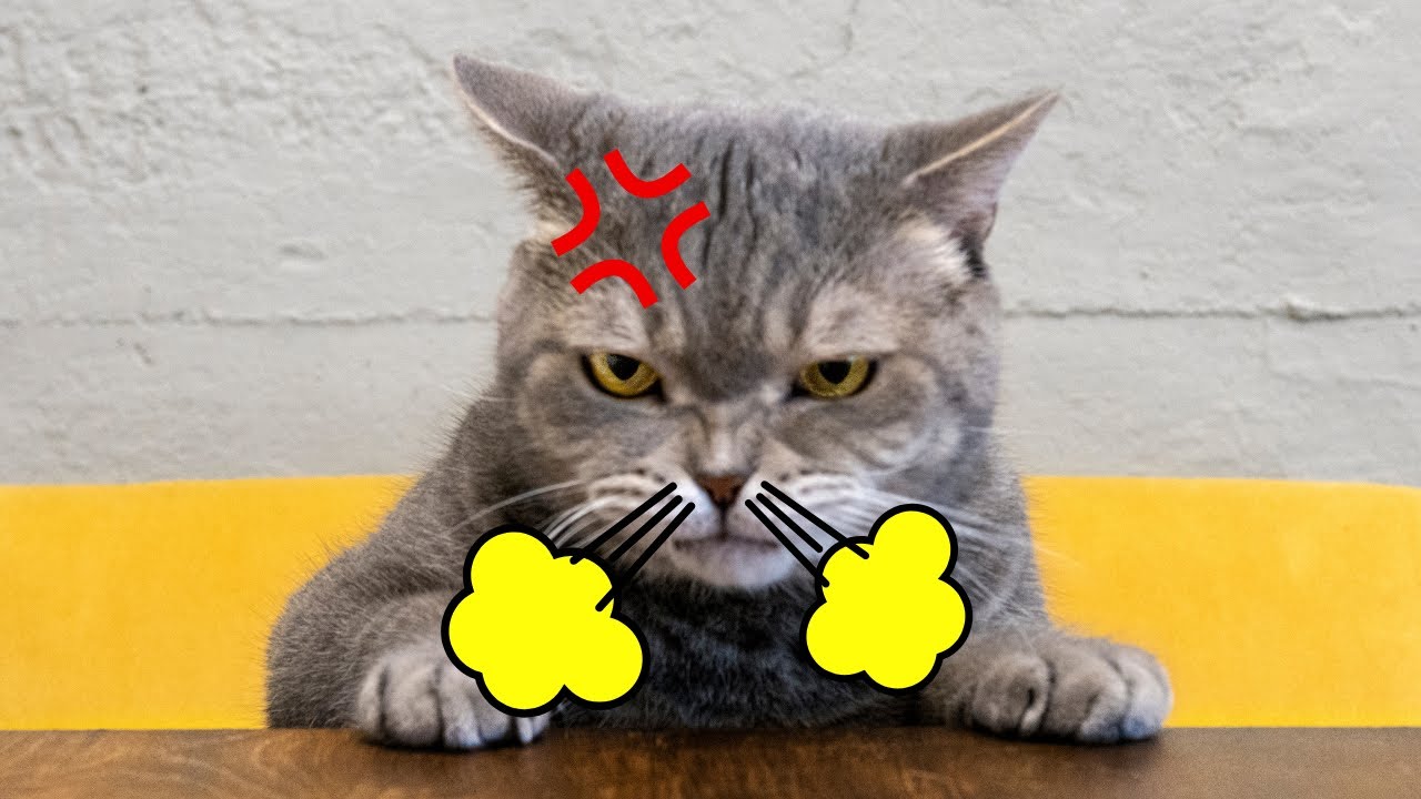 10 Human Habits Cats HATE and Wish You Wouldn&rsquo;t Do