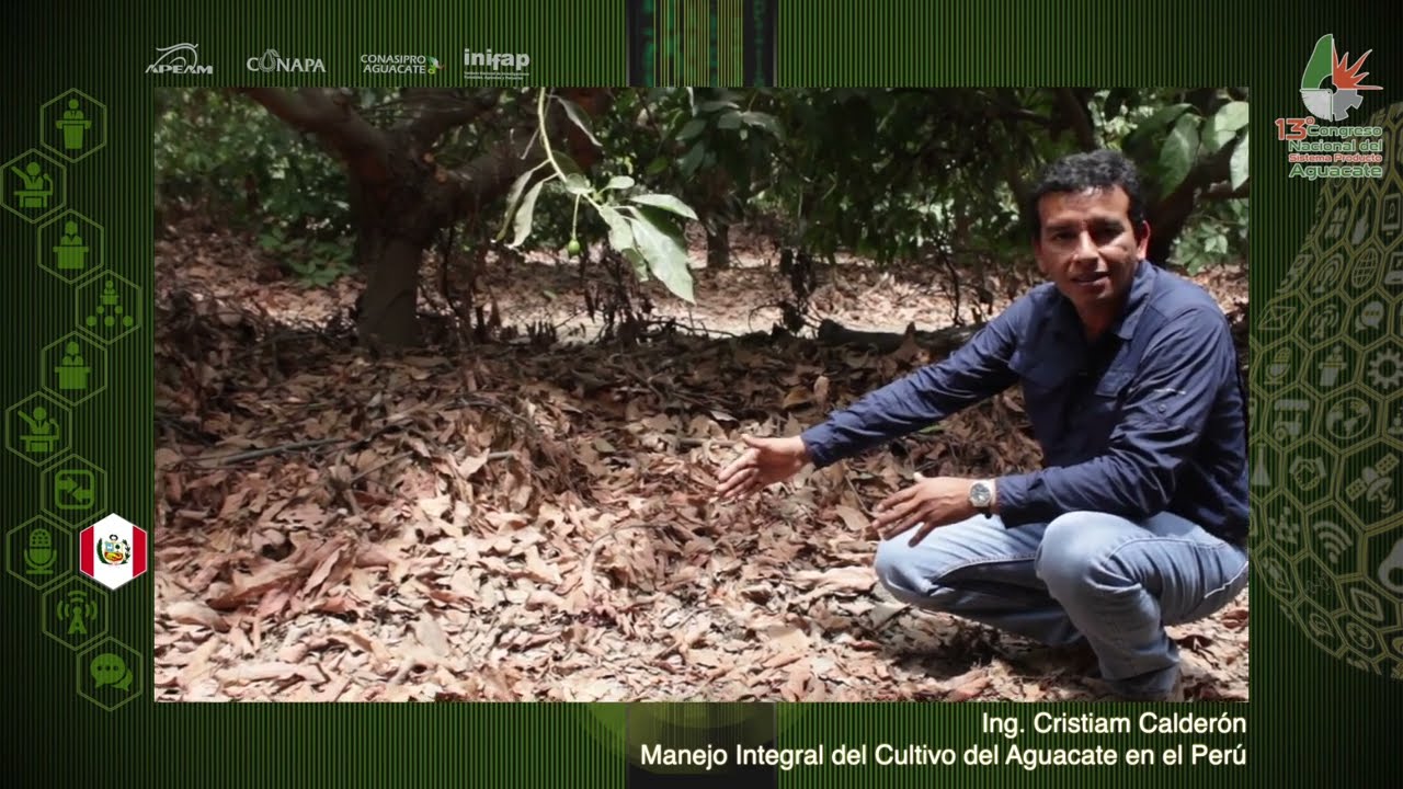 !!Manejo Integrado del Cultivo del Aguacate en Perú¡¡ /  Ing Cristiam Calderon