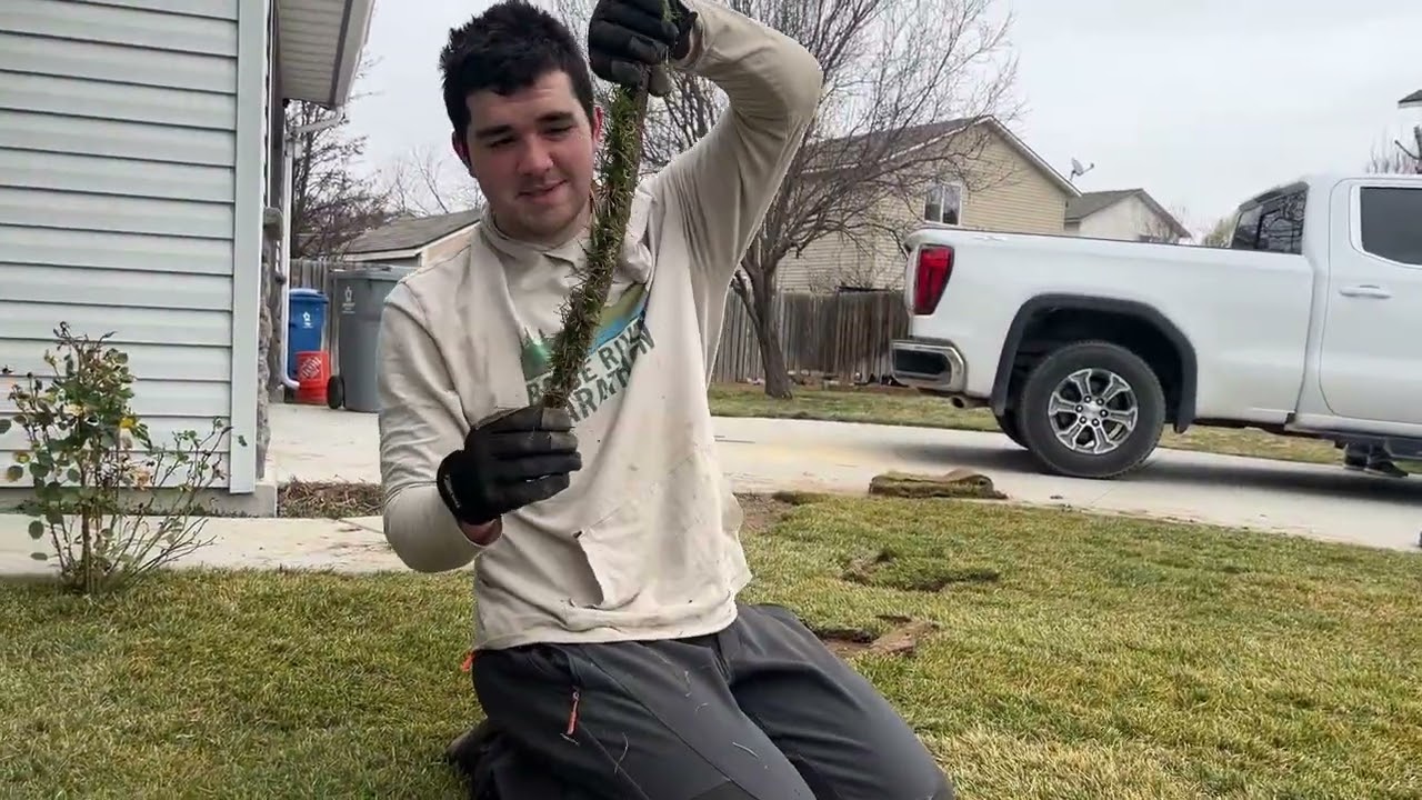 Sodding lawn