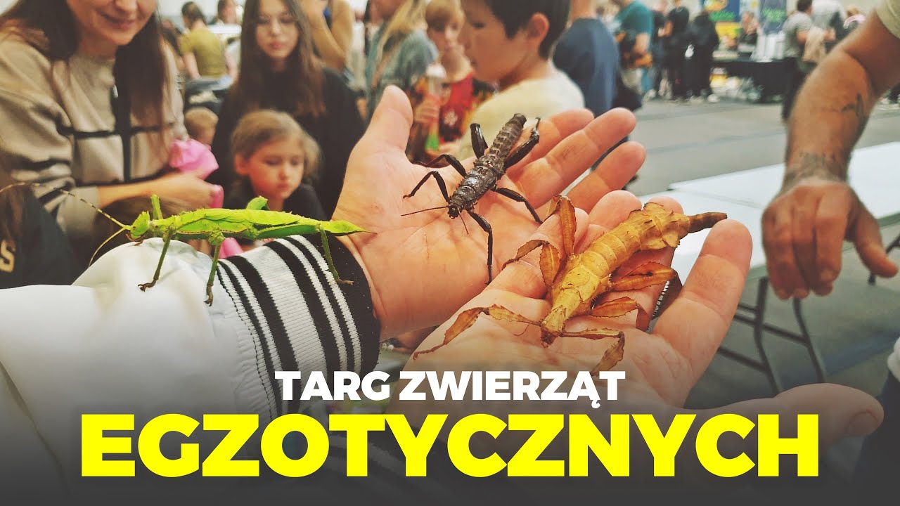 🦎 TARG ZWIERZĄT EGZOTYCZNYCH 🦎 moje mini zoo / odc. 279