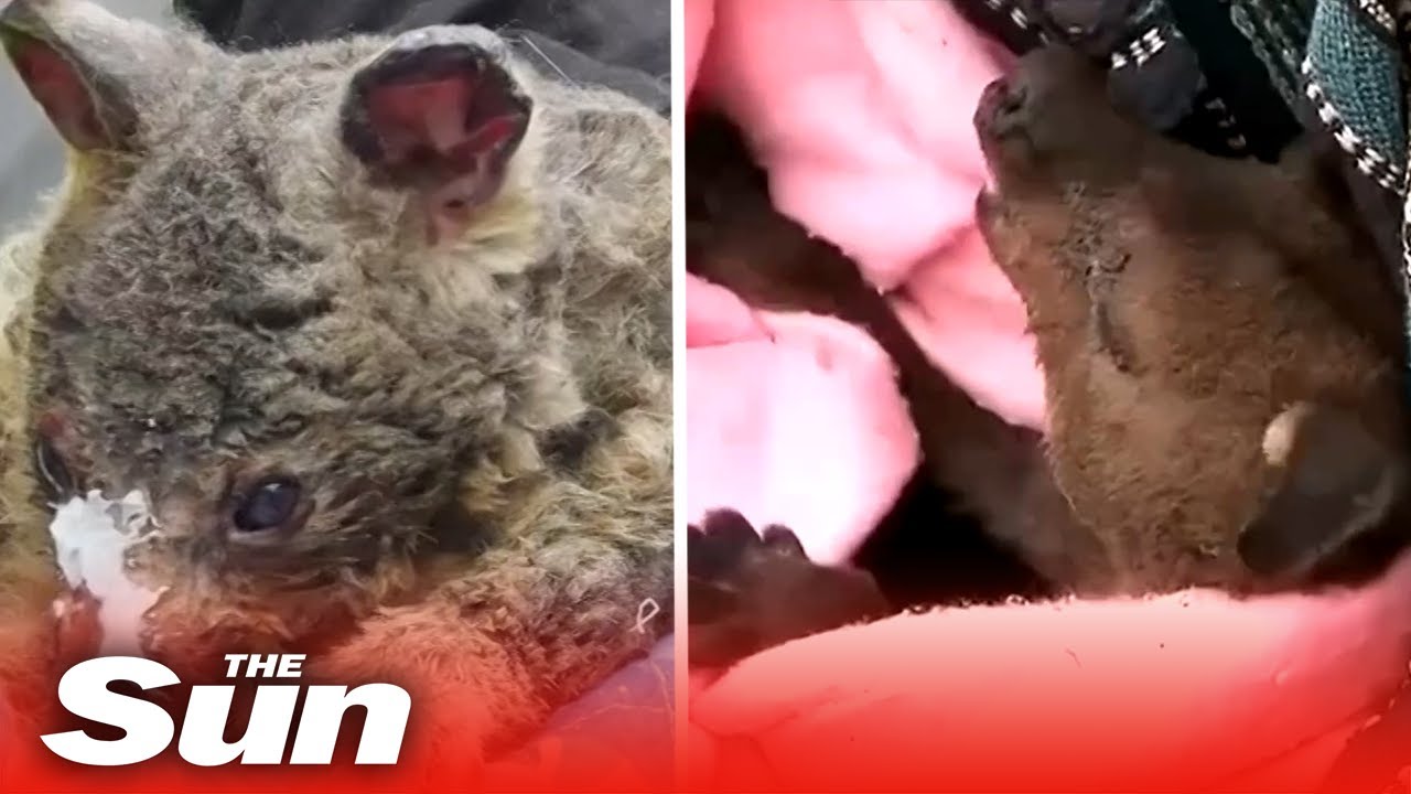 Australian wildlife expert says bushfires could kill more than a billion animals