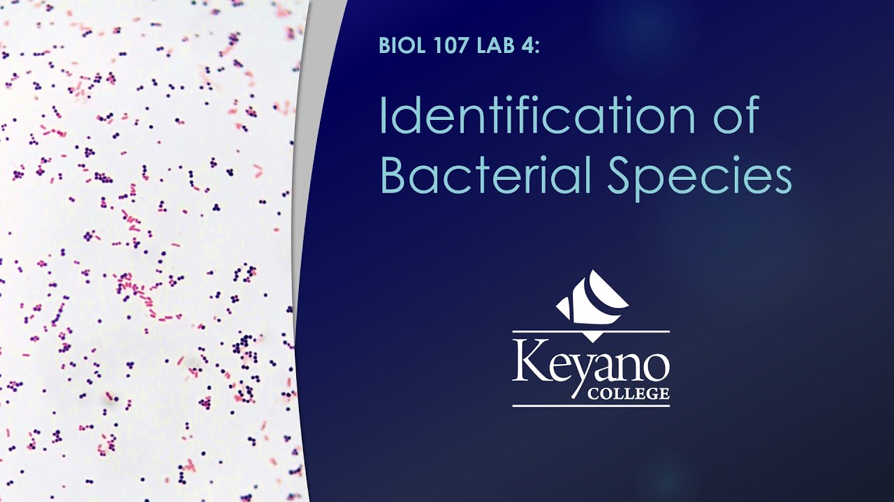Biology 107 Lab 4 - Identification of Bacterial Species