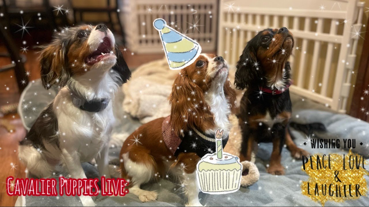 Cavalier Countdown Live: New Year's Eve with RBC! (Robin goes to the Doggie ER)