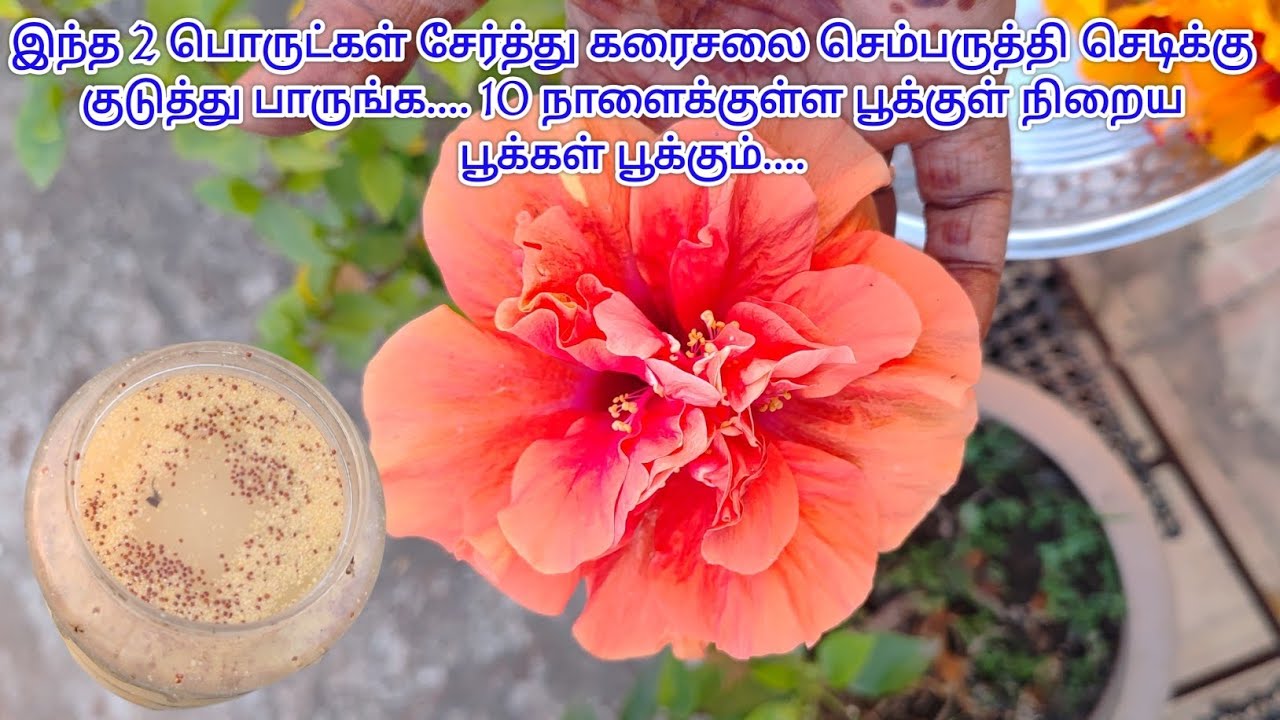 இந்த ரெண்டு பொருள் சேர்த்து சூப்பரா ஒரு கரைசலை ரெடி பண்ணி உங்க செம்பருத்தி செடிக்கு குடுங்க