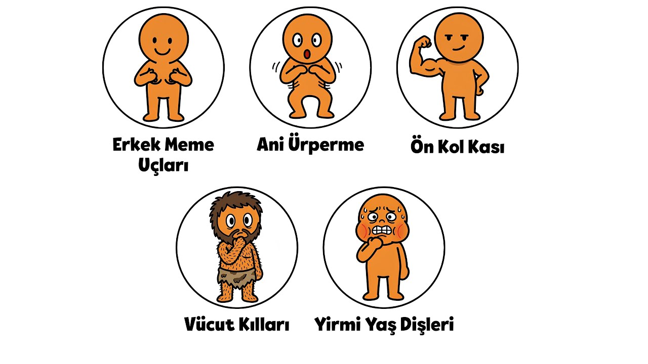 Neden 20'lik Diş Çıkarıyoruz? (İnsan Vücudundaki 5 Hata)