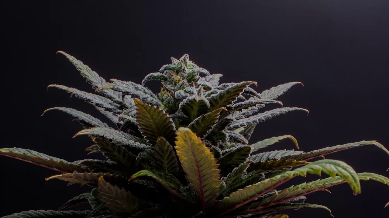 White Rhino 360