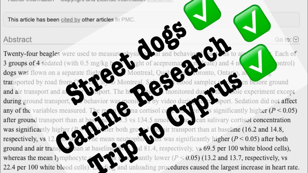 Adopt a street dog - the pros and cons