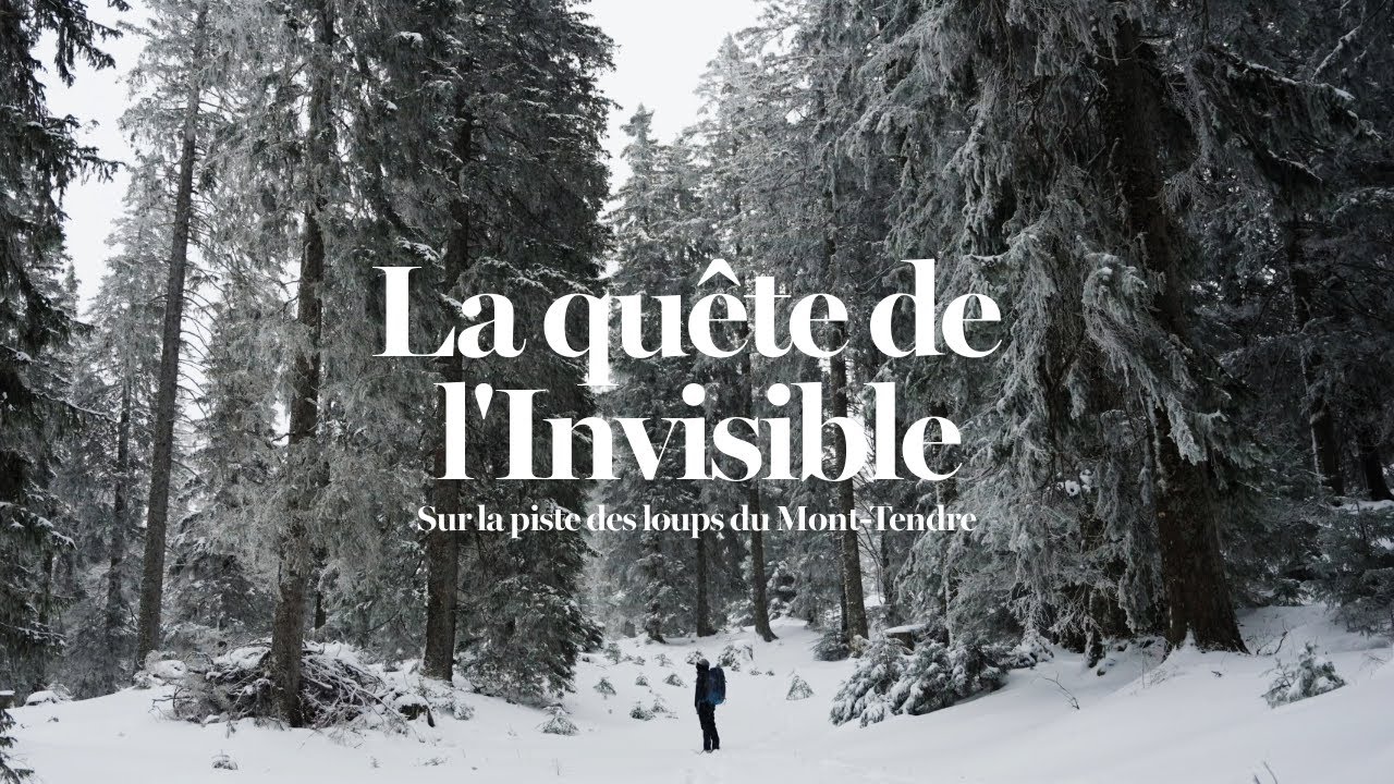 La quête de l'Invisible | Sur la piste des loups du Mont-Tendre | Film-documentaire