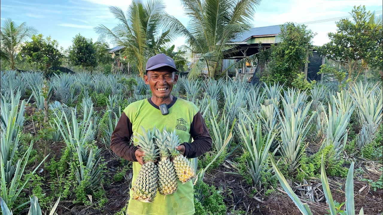 NANAS DAN KAKAO TUMBUH SUBUR DI LAHAN TANSMIGRASI PAK JOKO, TRANSMIGRAN ASAL SRAGEN DI SEPUNGGUR