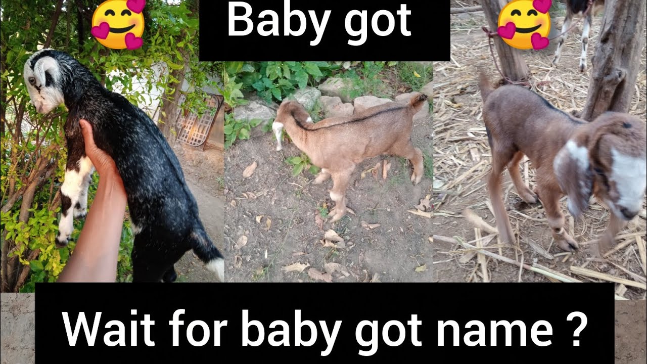 Wait for baby goat name ?? 💗🥰