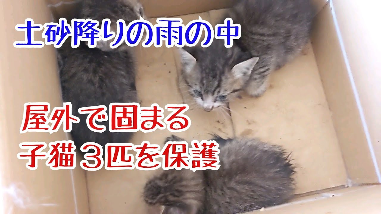 土砂降りの雨の中で屋外で震え固まる子猫３匹を保護しました