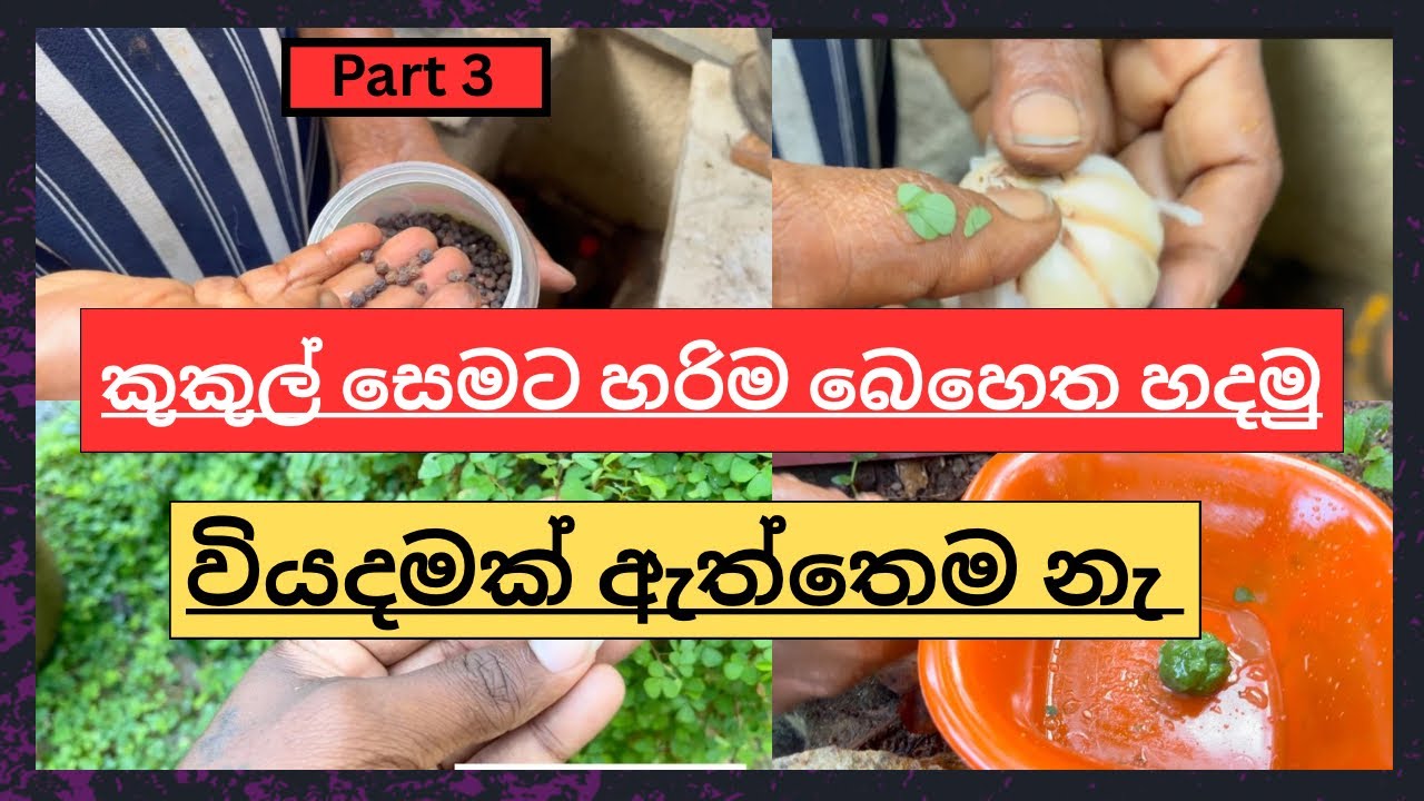 කුකුල් සෙමට හරියන එකම බෙහෙත.මේවිදිහට දුන්නොත් කුකුල්ලුන්ගෙ සෙම නැතිවෙලාම යනවා||🐓#chicken #pets 