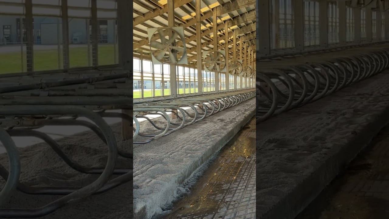 The use of sand as bedding in free stall systems is among the most effective methods.