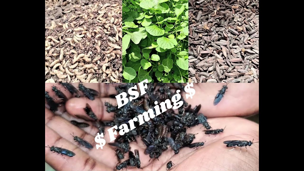 Making MONEY with Black Soldier Fly Farming - BSF Farming in KAKAMEGA