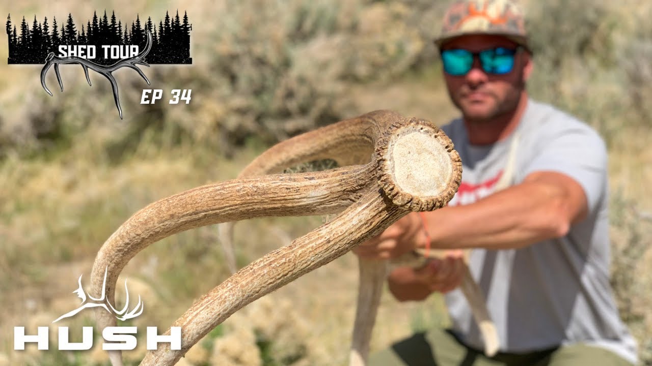 SHED TOUR | GLASSING BROWN ELK SHEDS LATE SPRING | S3E34