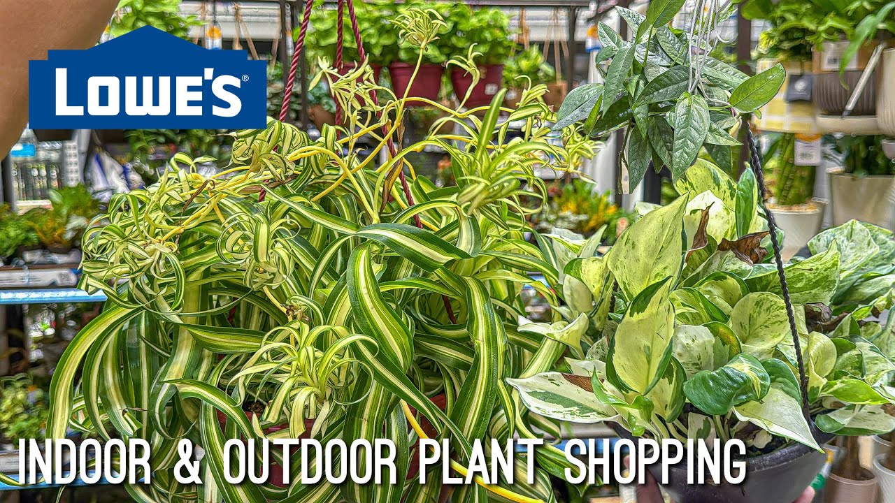 Finding ANOTHER WISHLIST plant at Lowes! Plant Shopping
