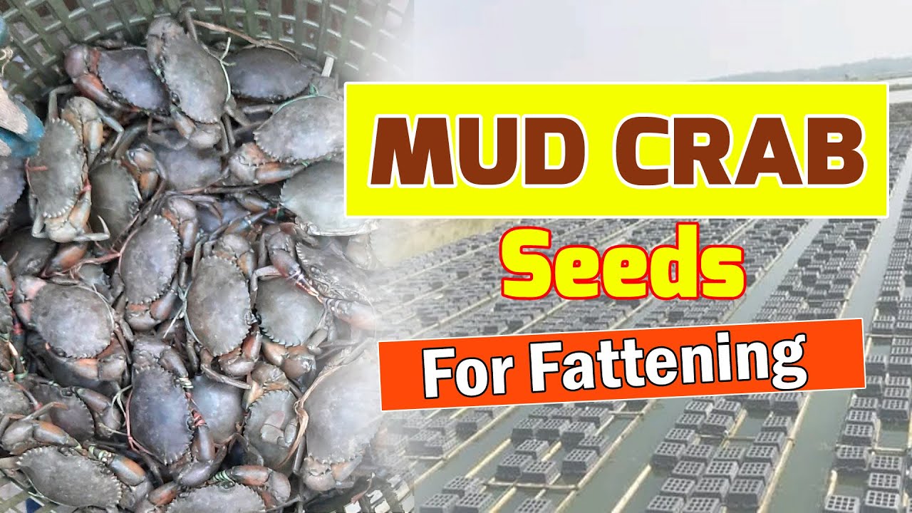 Crab Seed for Farming - Buy High-Quality Mud Crab Seeds (70gm to 600gm Size) for Fattening in India