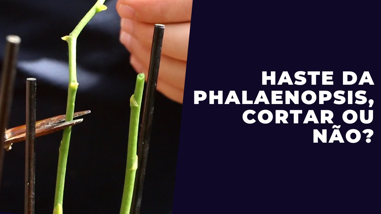 Cortar ou Não Cortar a Haste Floral da Orquídea Phalaenopsis