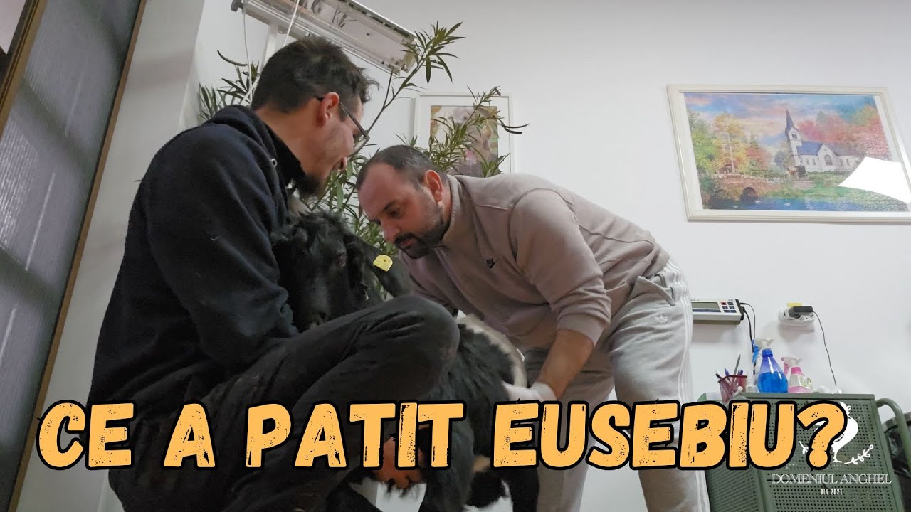 CE A PATIT EUSEBIU? / M-A VIZITAT DENIS