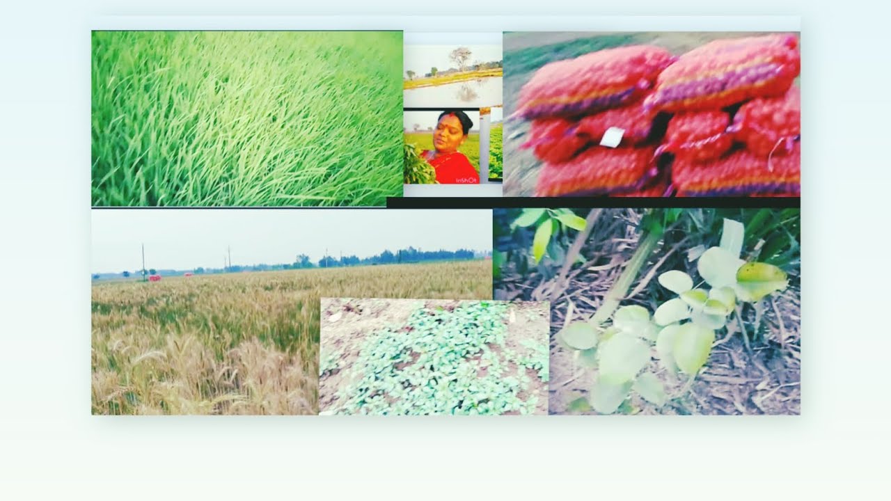 আগে একটা ভিডিও দিয়েছিলাম সবুজ আর সবুজ আলু তোলা হয়ে গেছে শুধু ধানক্ষেত তাই সবুজ।