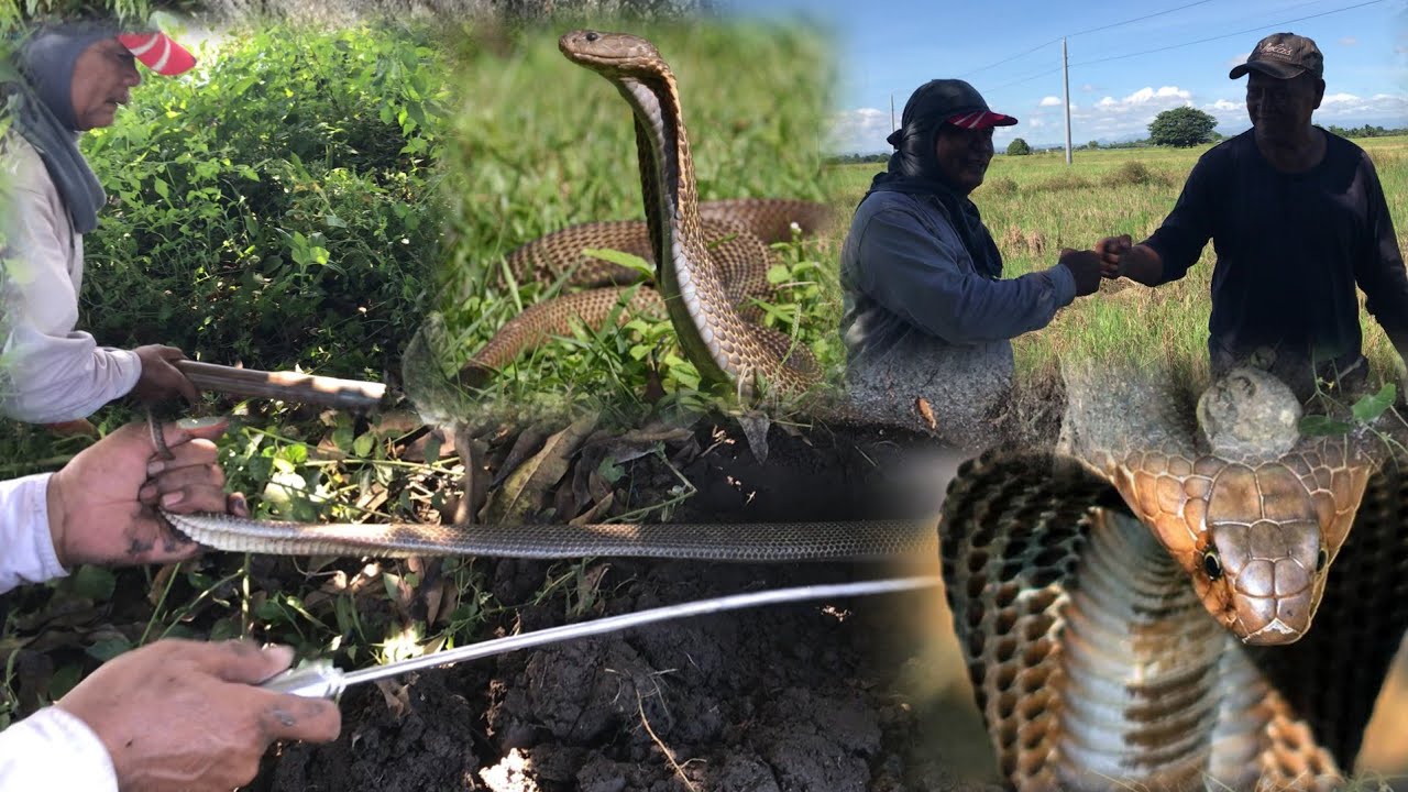Dalawang cobra kung saan nagpapahinga ang mga magsasaka 