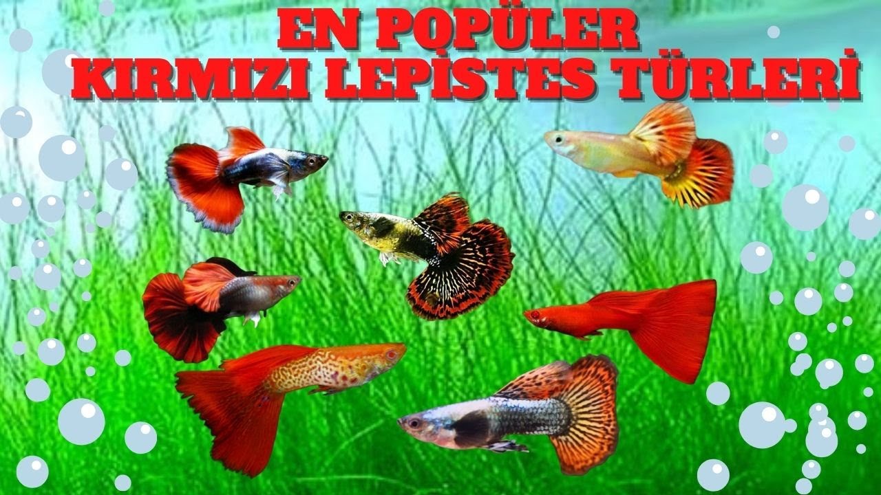 🌈 Kırmızı Lepistes Üretimi: Normal Lepisteslerden Kırmızıya Dönüşüm!🐠🔍