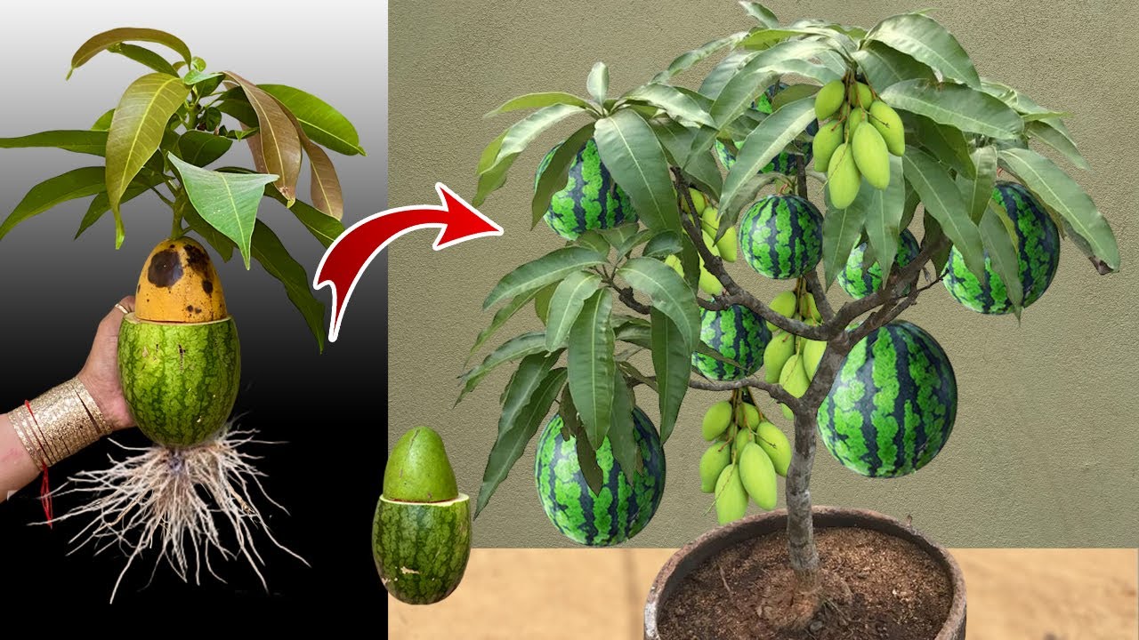 Diy New Growing Mango Tree from Watermelon With Easy techniques and Get a lot of benefits