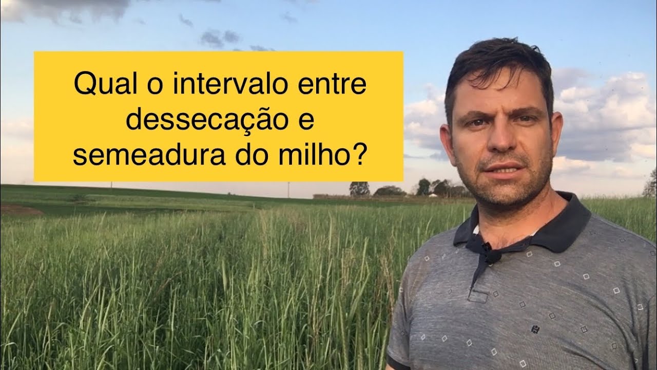 Qual o intervalo ideal de tempo entre a dessecação e semeadura do milho