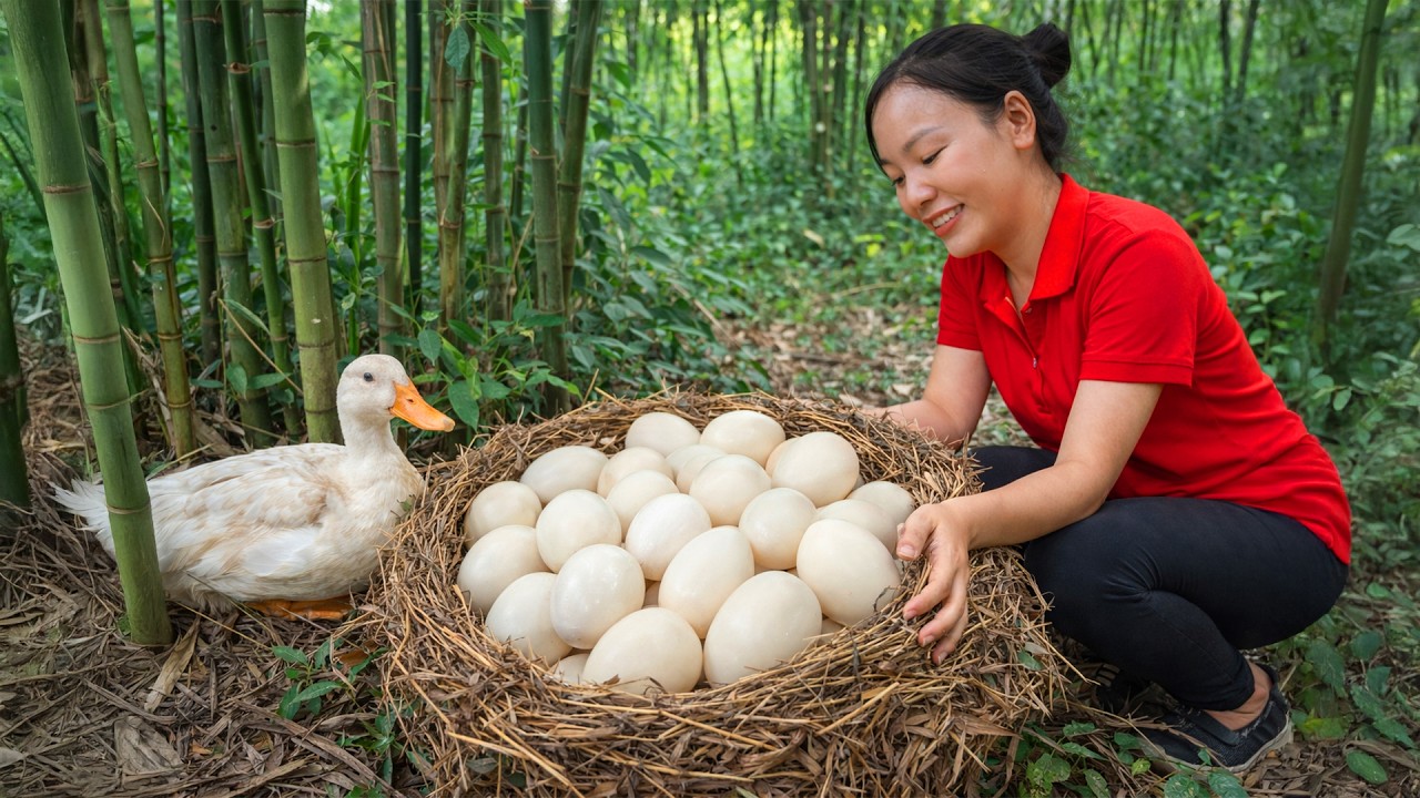 [TIMELAPSE] - 199 Days Harvesting A Lot Of Eggs Muscovy Ducks,Muscovy Ducks In The Forest Go To Sell