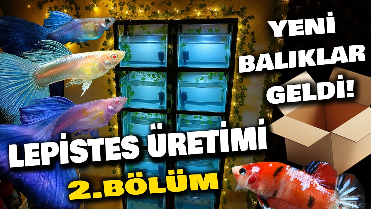10 KATLI LEPİSTES ÜRETİM AKVARYUMU KURUYORUM! | 2.BÖLÜM #lepistes #akvaryum #guppy #guppyfish