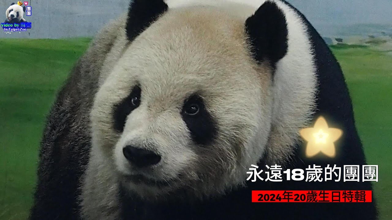 20240901 純真憨厚大男孩團團，永遠18歲的20歲生日紀念，可愛身影一直在我們心中 The Giant Panda Tuan Tuan
