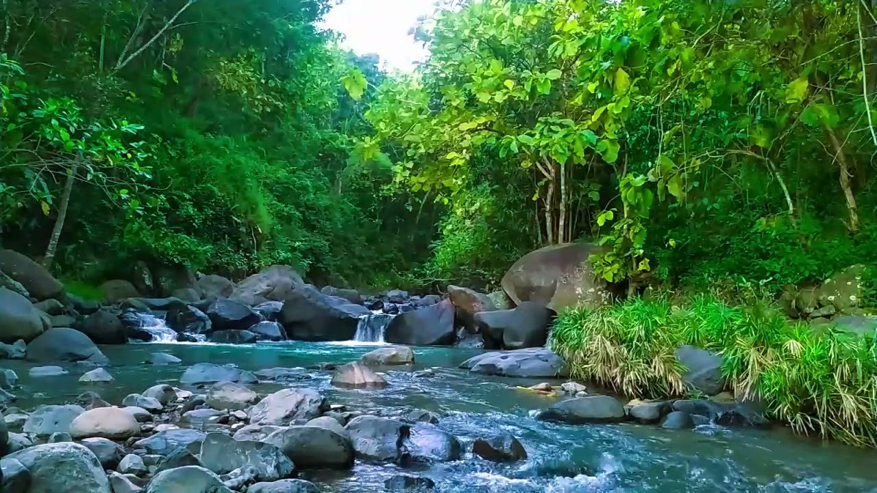 Peaceful Forest Stream , Relaxing Nature Sounds, Healing Sound, Forest Ambience🌿